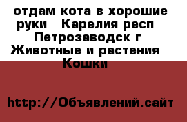 отдам кота в хорошие руки - Карелия респ., Петрозаводск г. Животные и растения » Кошки   